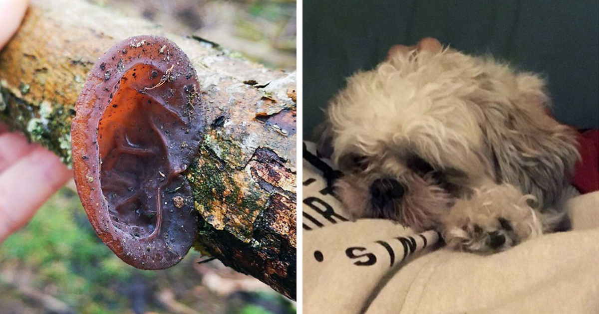 Featured image for "117 Hilarious Pareidolia Pics That Show Our Brains' Wild Imagination"