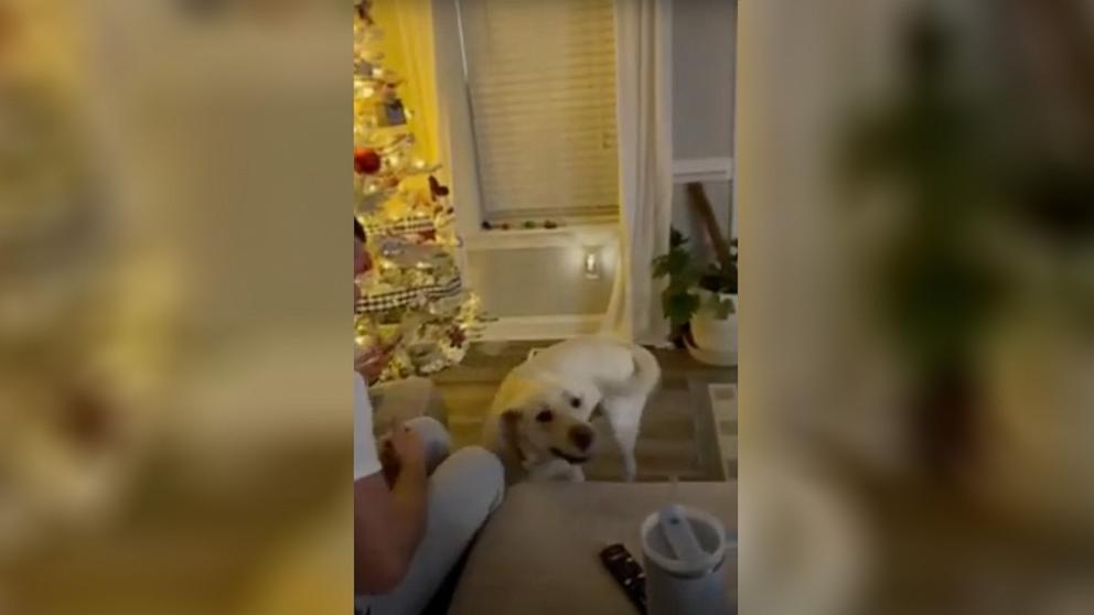 Featured image for Service Dog Saves Girl's Life by Alerting Parents to Medical Emergency