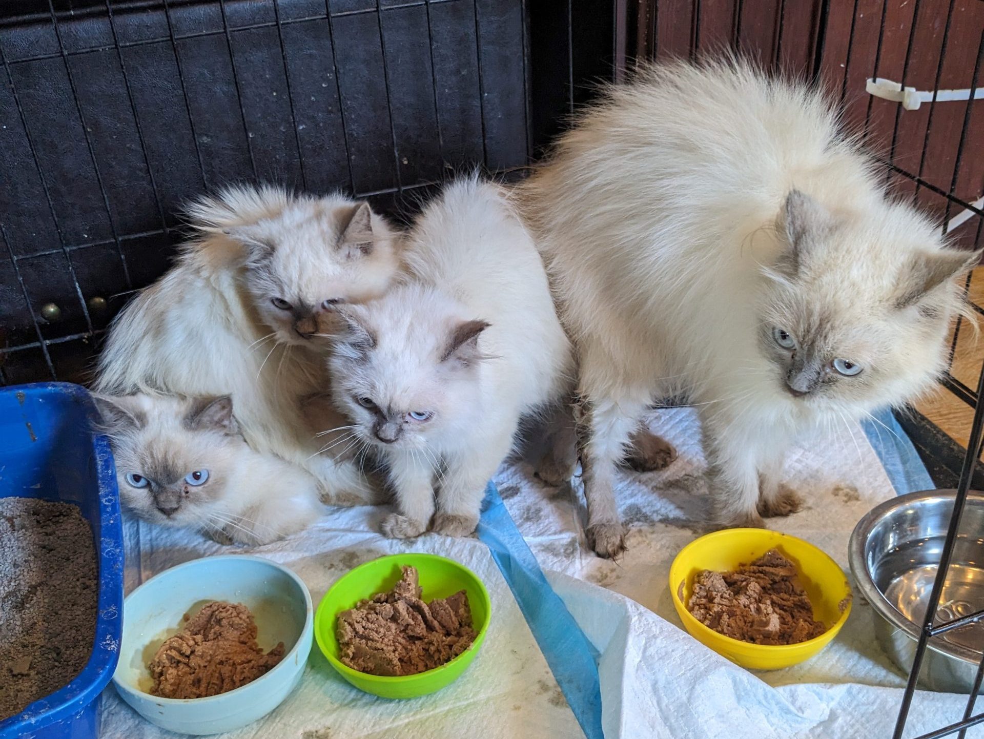 Featured image for "Deadly Virus Plagues Abandoned Himalayan Cats in Wheaton"