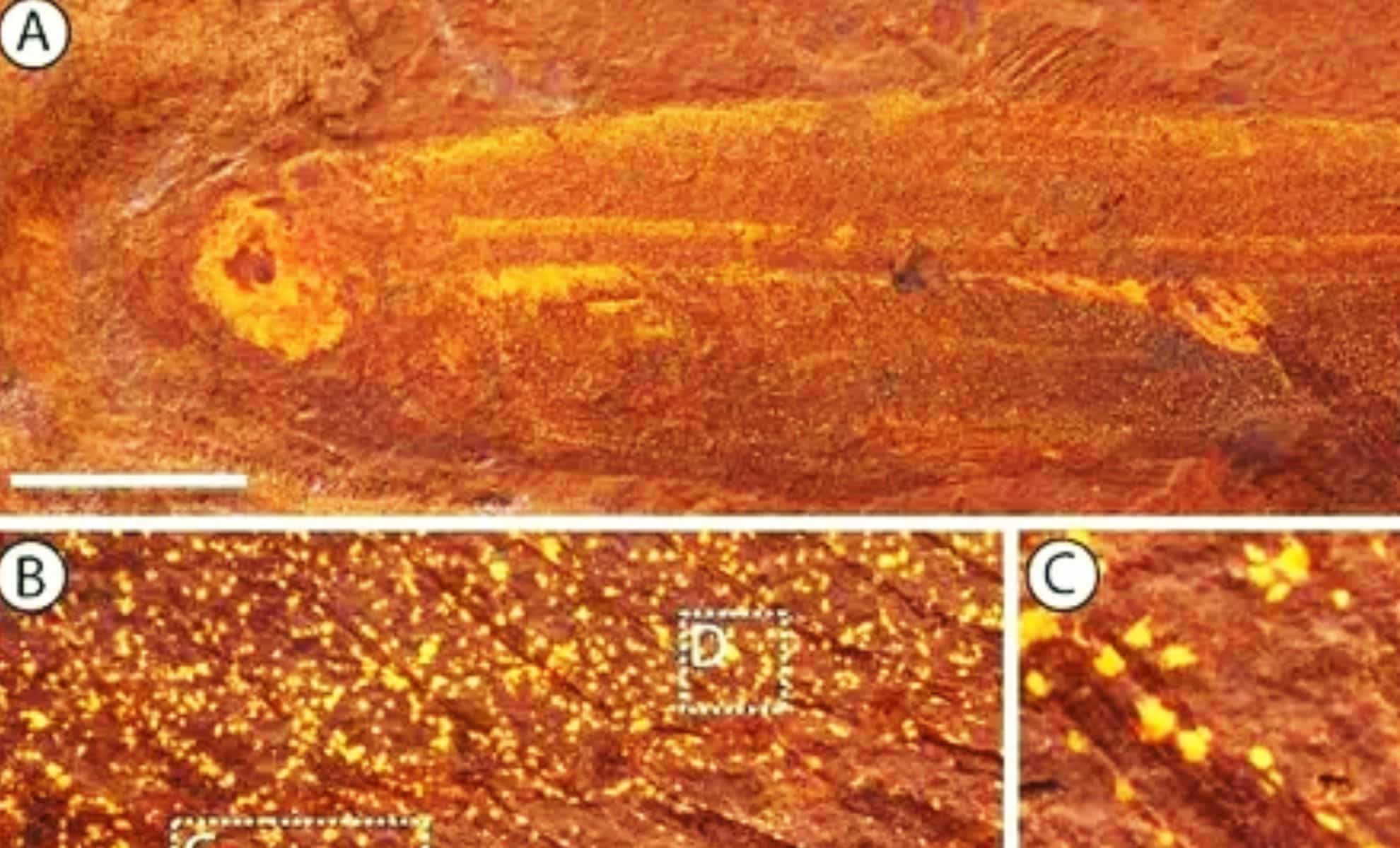 Featured image for 15-Million-Year-Old Fish Fossil Reveals Last Meal Preserved