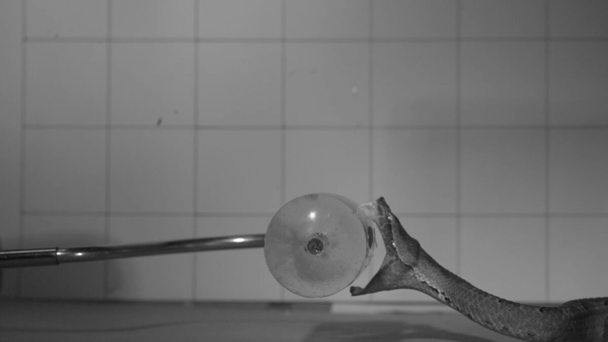 Featured image for Revealing the Speed and Impact of Venomous Snake Bites in High-Speed Footage