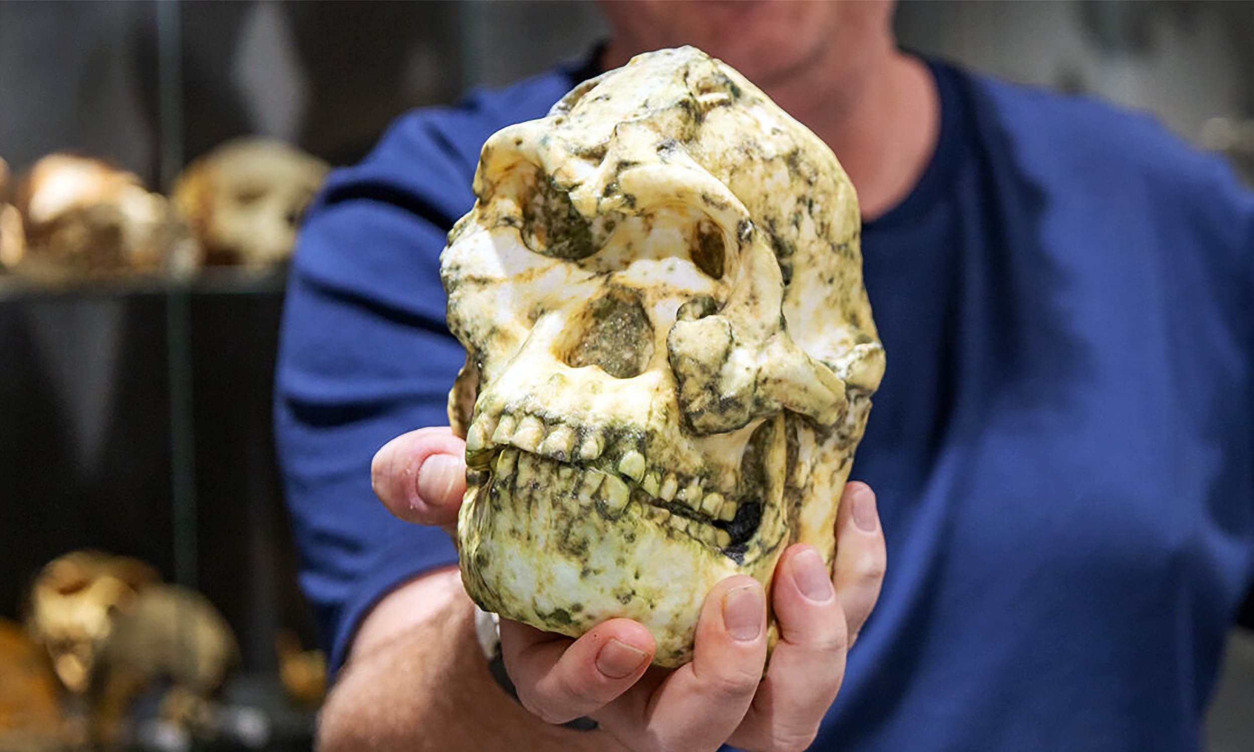 Featured image for New Human Species Identified from 'Little Foot' Fossil