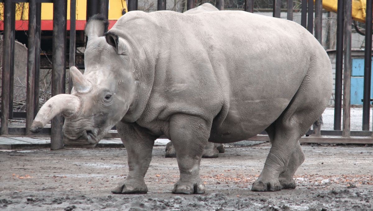 Featured image for 1977 Hybrid in Zoo Offers Hope for Endangered Species