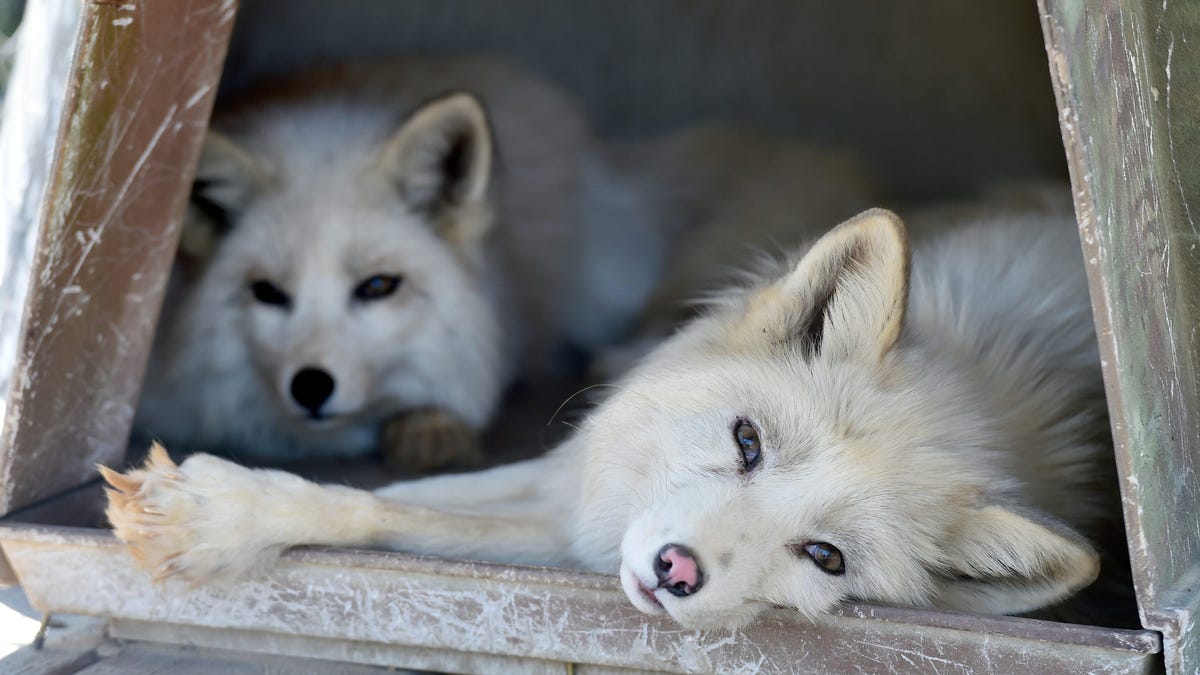 Featured image for "2024 World Wildlife Day: Celebrating Conservation Efforts with Breathtaking Nature Pics and Wildlife Cams"