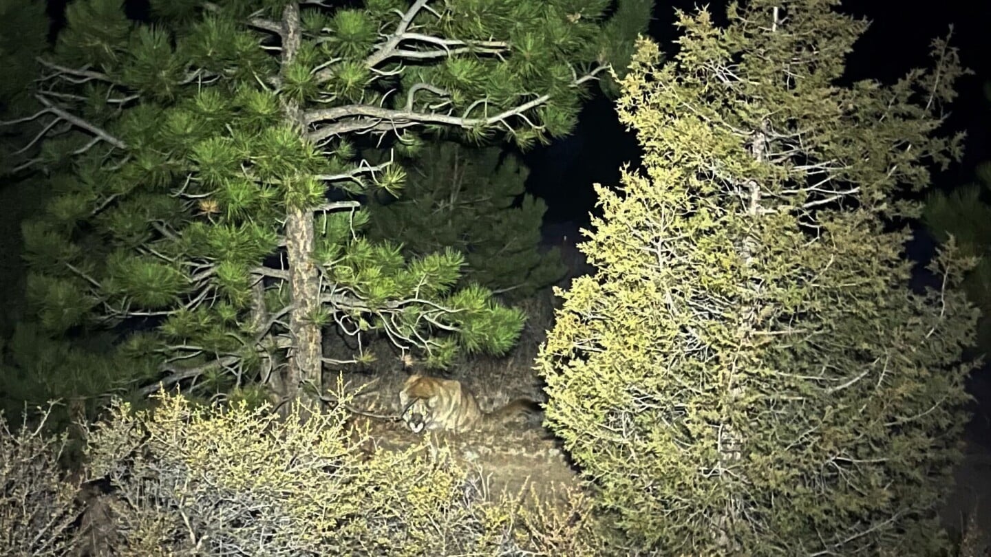 Featured image for Series of Mountain Lion Encounters in Colorado Ends in Fatality