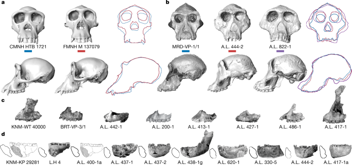 Rethinking Australopithecus' Palaeobiology.