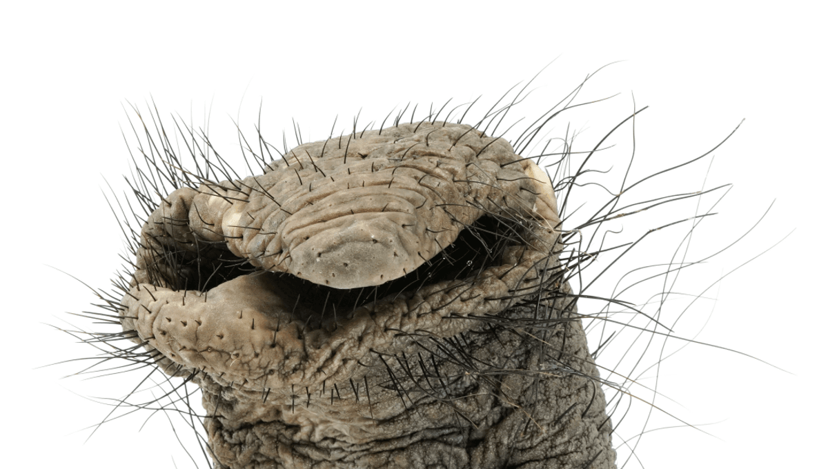 Featured image for The Secret of Elephant Trunk Whiskers Unveiled.