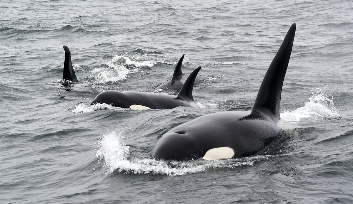 Featured image for Orca Pack Capsizes Polish Yacht in Strait of Gibraltar