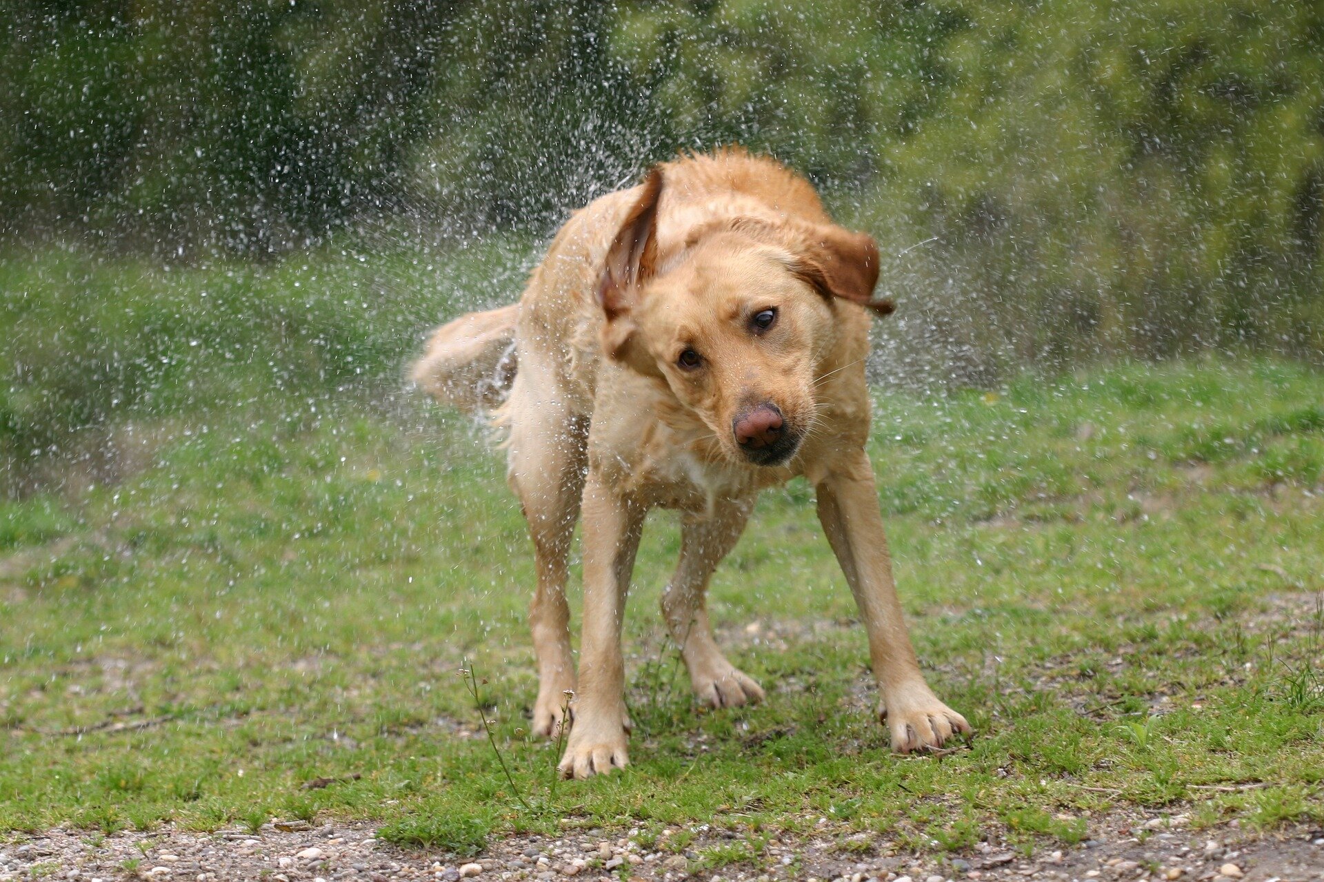 Featured image for Scientists Uncover Why Wet Dogs Shake Themselves Dry