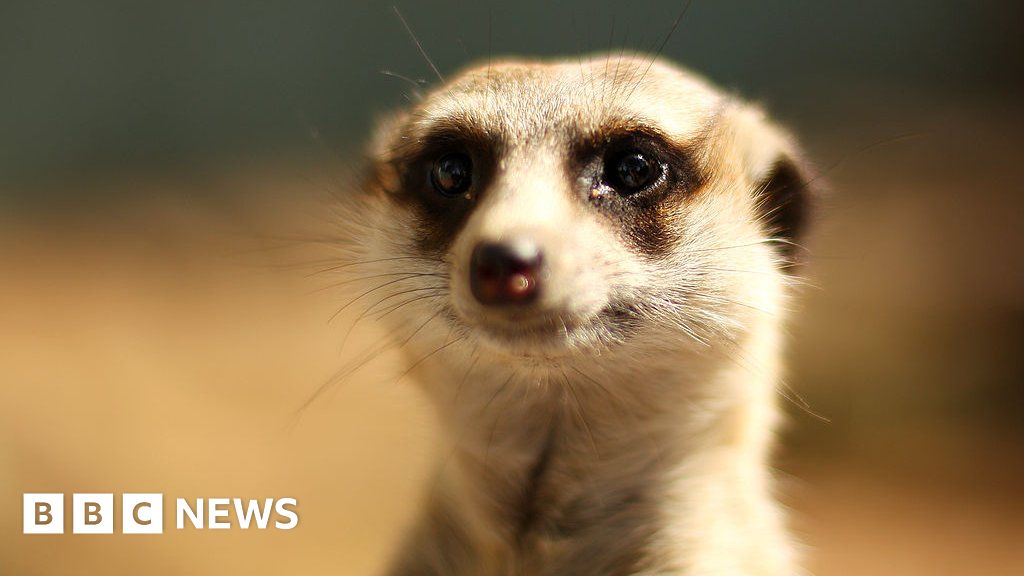 Featured image for Meerkat deaths at Philadelphia Zoo linked to suspected poisoning.