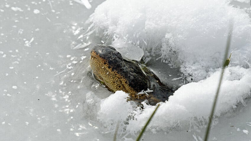 Featured image for "Gatorcicles: Alligators Surviving Winter in Frozen Ponds"