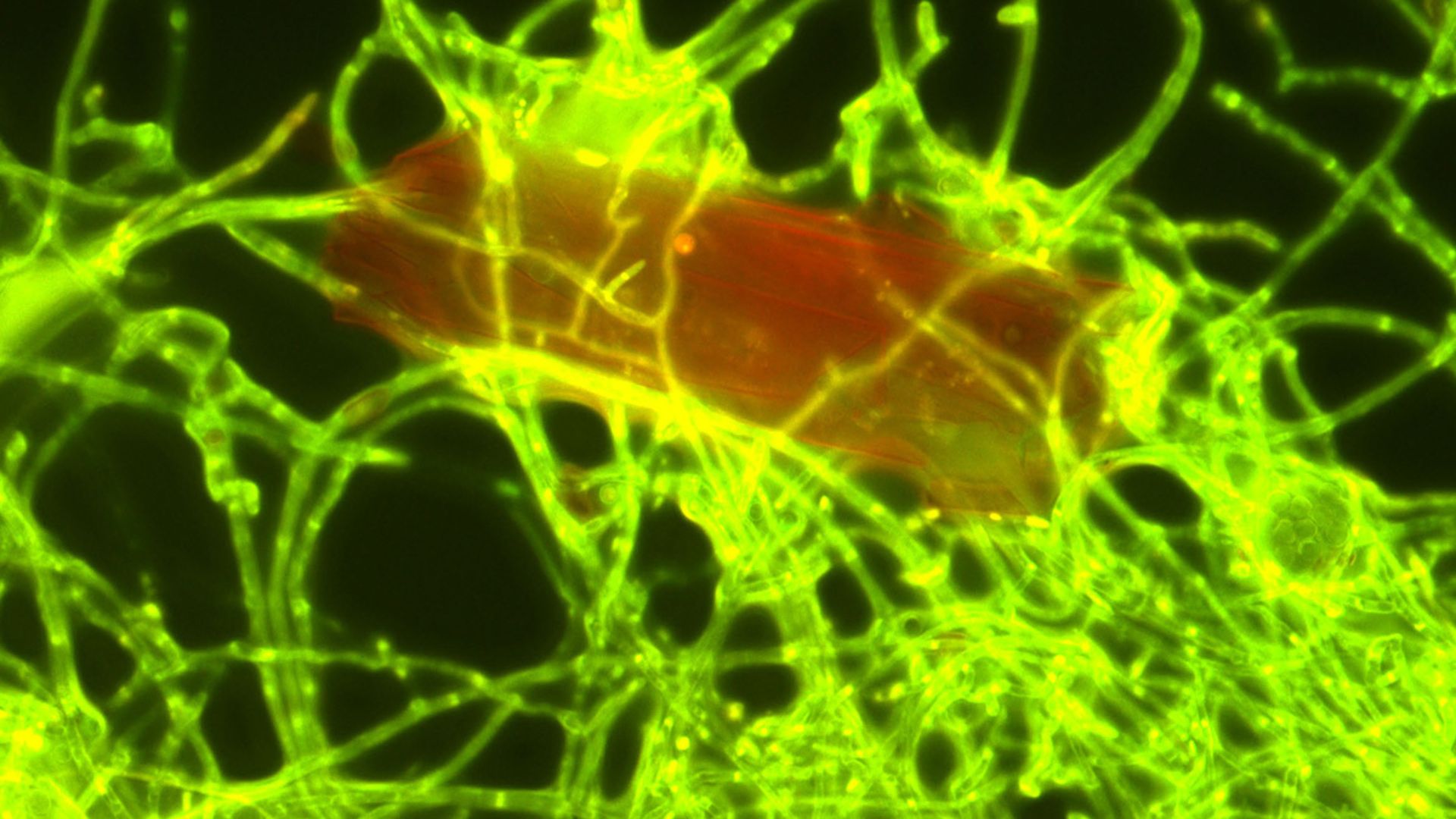 Featured image for "Plastic-Eating Fungus Discovered in Great Pacific Garbage Patch"