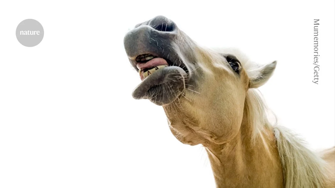 Horses' whinny unveils a two-tone vocal trick: low rumble and high whistle