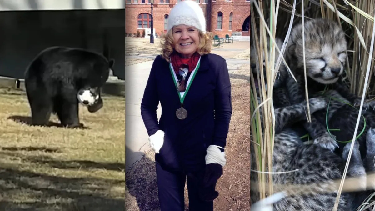 Featured image for Heartwarming news roundup: Killer whale freed, cheetahs make comeback.