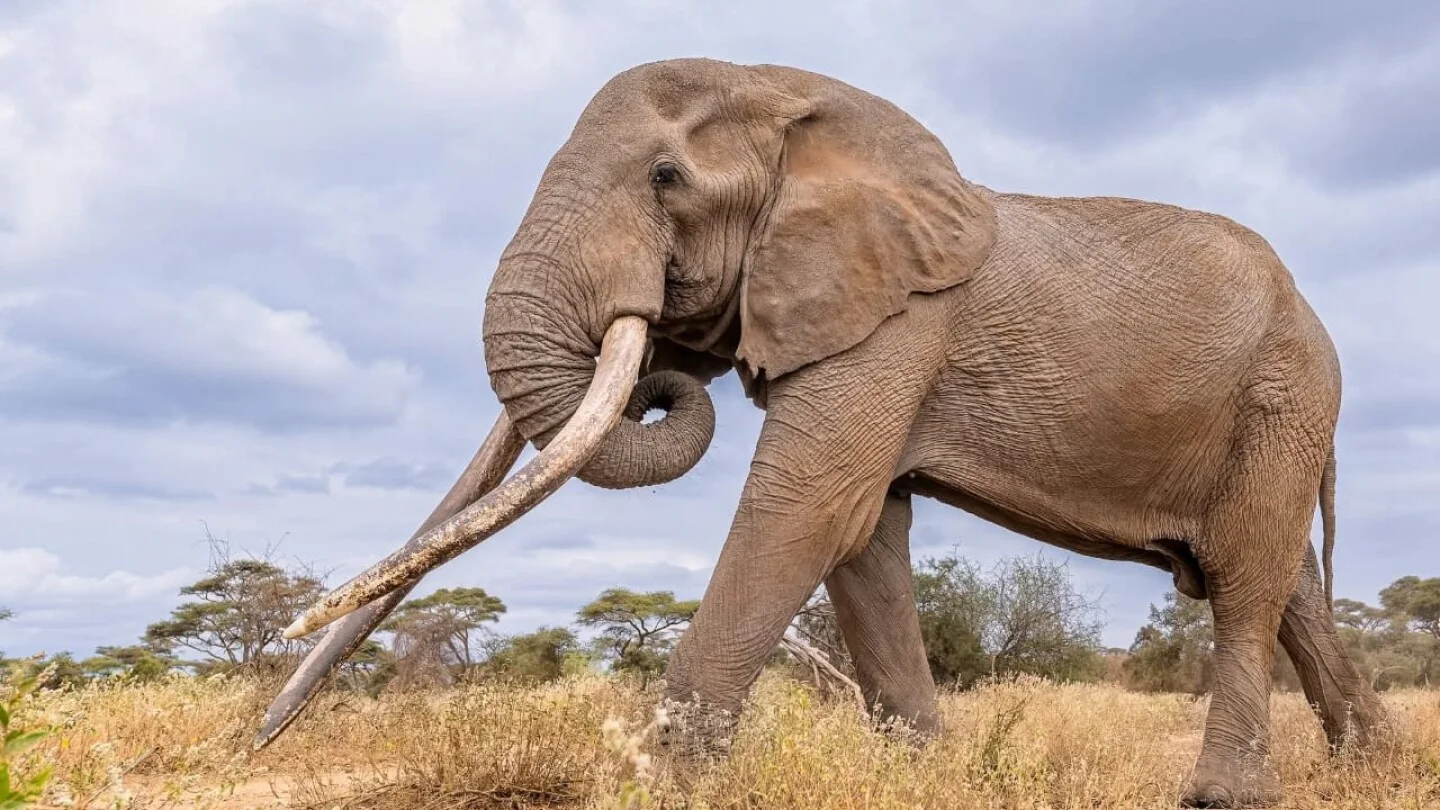 Featured image for Kenya Honors 'Super Tusker' Elephant Craig After His Passing