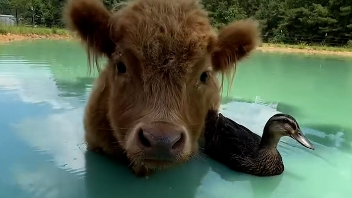 Featured image for Unlikely Friendship: Duck and Cow Stick Together on the Farm