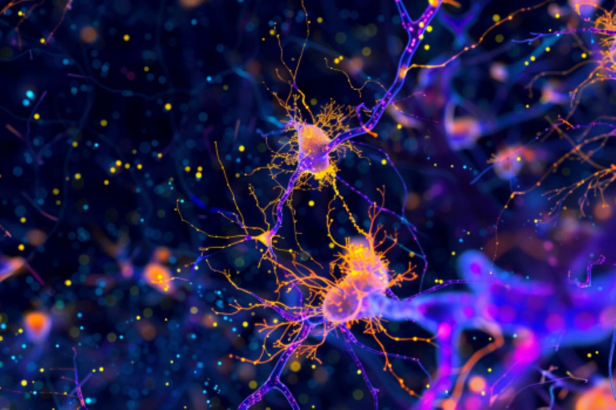 "Gender Differences in Memory Linked to Astrocyte Receptors"