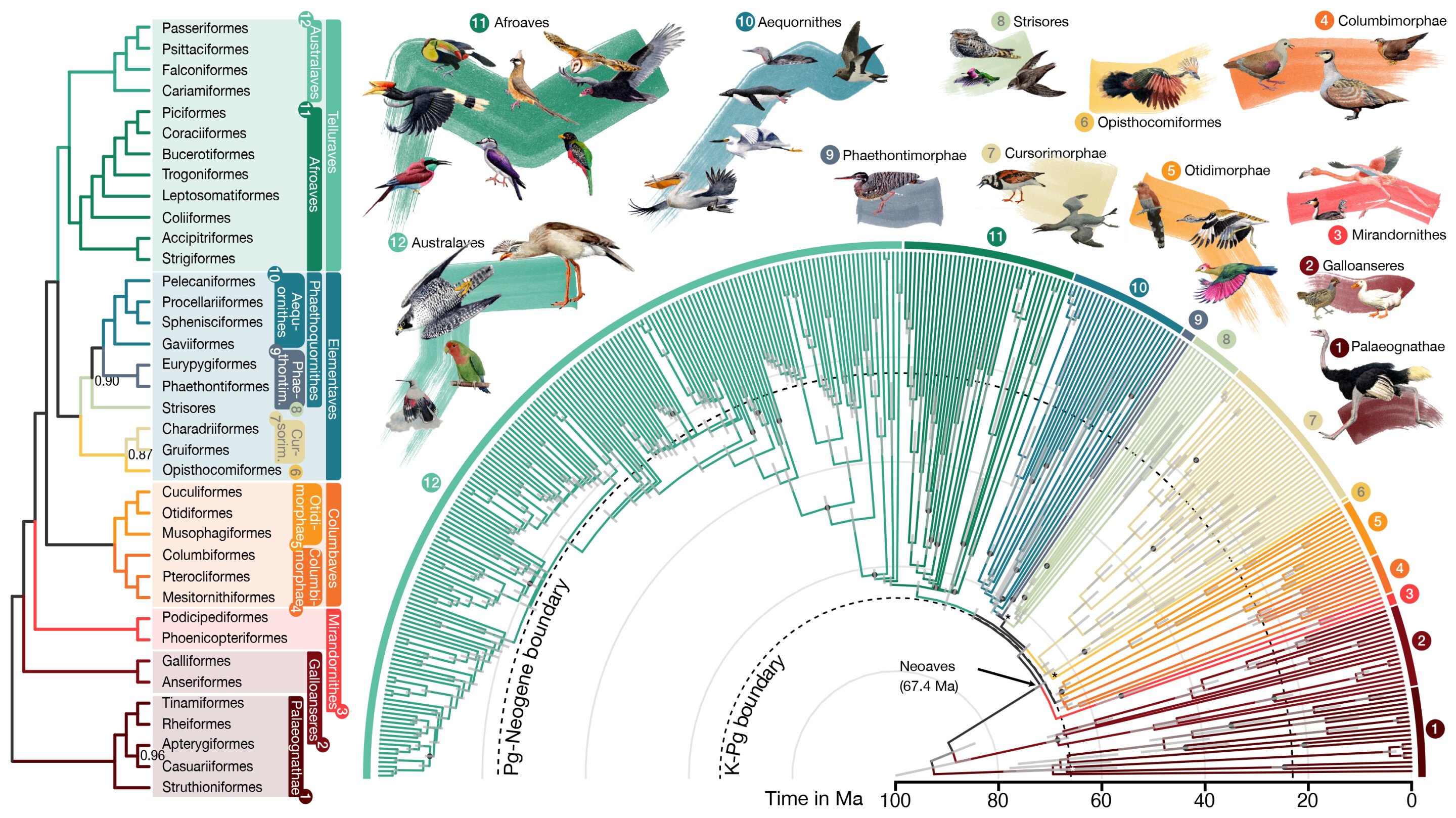 Featured image for "Revolutionizing Avian Evolution: Computational Tools and AI Algorithm Unveil New Bird Family Tree"