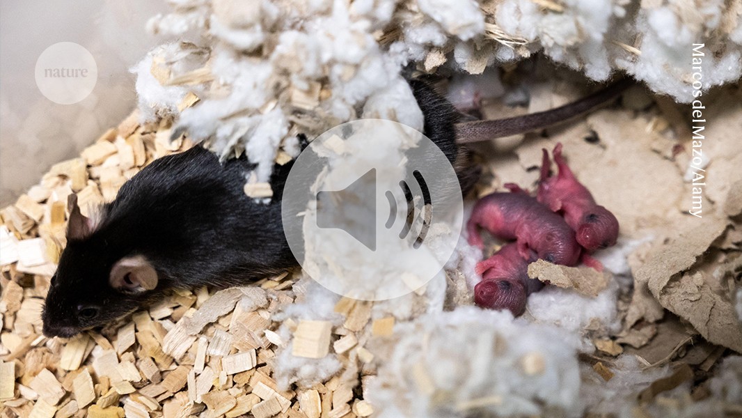 Featured image for Hunger and Hormones Fuel Aggression in Mice