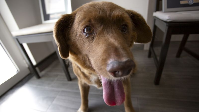 "Guinness World Records Investigates Title of 'Oldest Dog' Amid Age Probe"