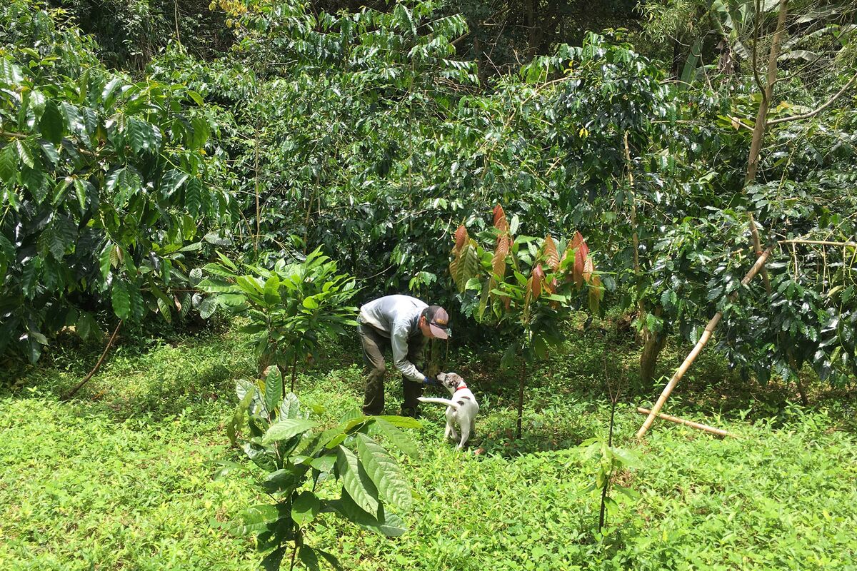 Featured image for US Tariffs on Brazil and Coffee: Impact on Farmers and Consumers