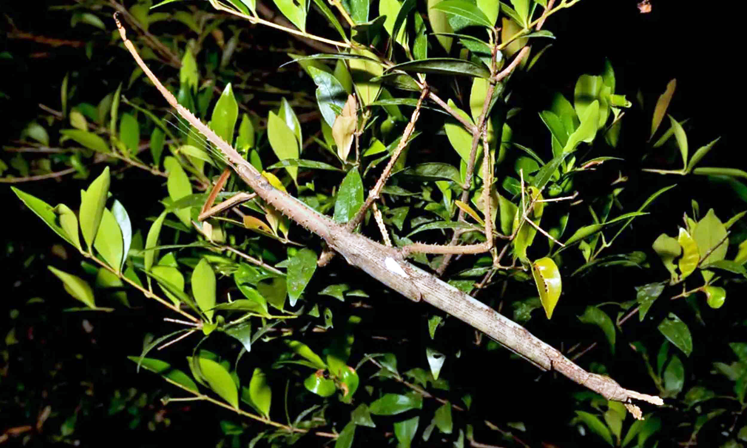 Giant Stick Insect Discovered in Australia