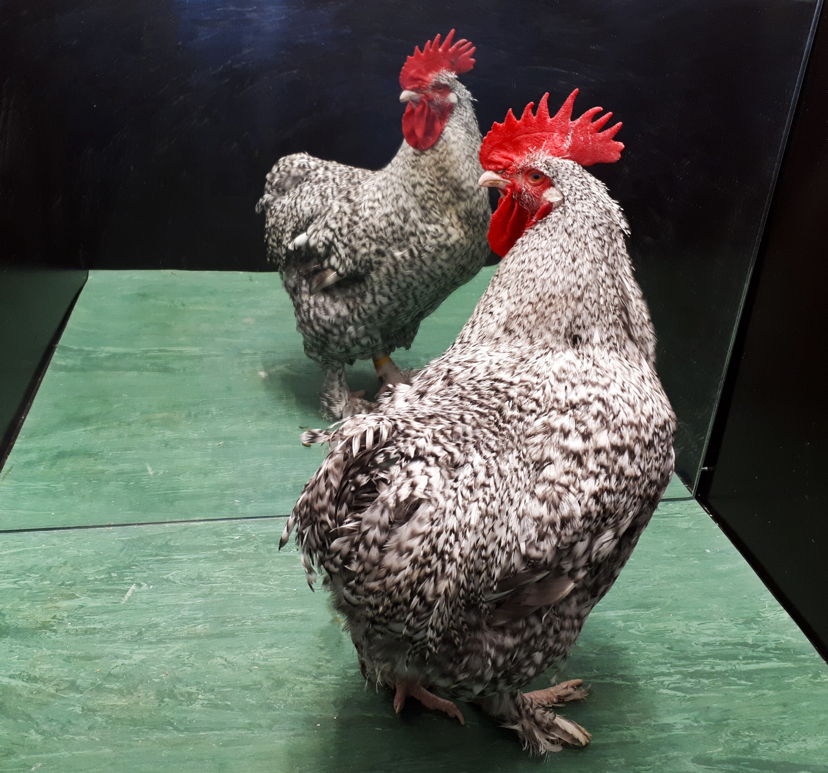 Featured image for "Study Shows Roosters Can Recognize Themselves in a Mirror"