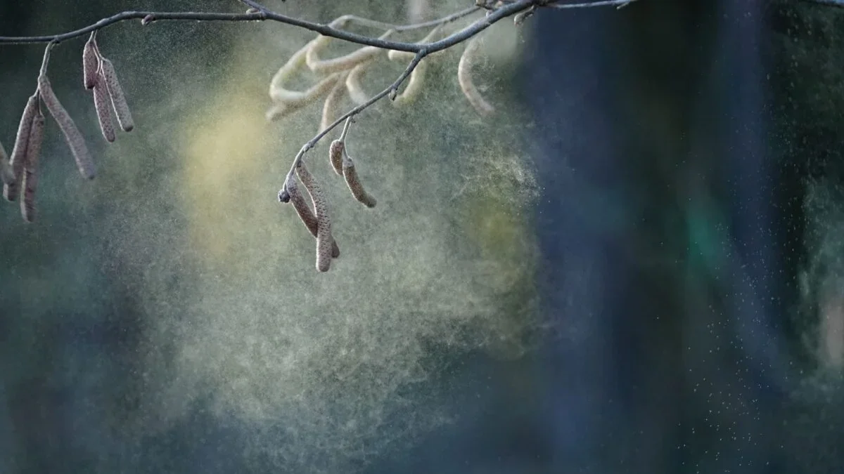 Pollen Linked to Slight Dip in Finnish Students’ Exam Scores