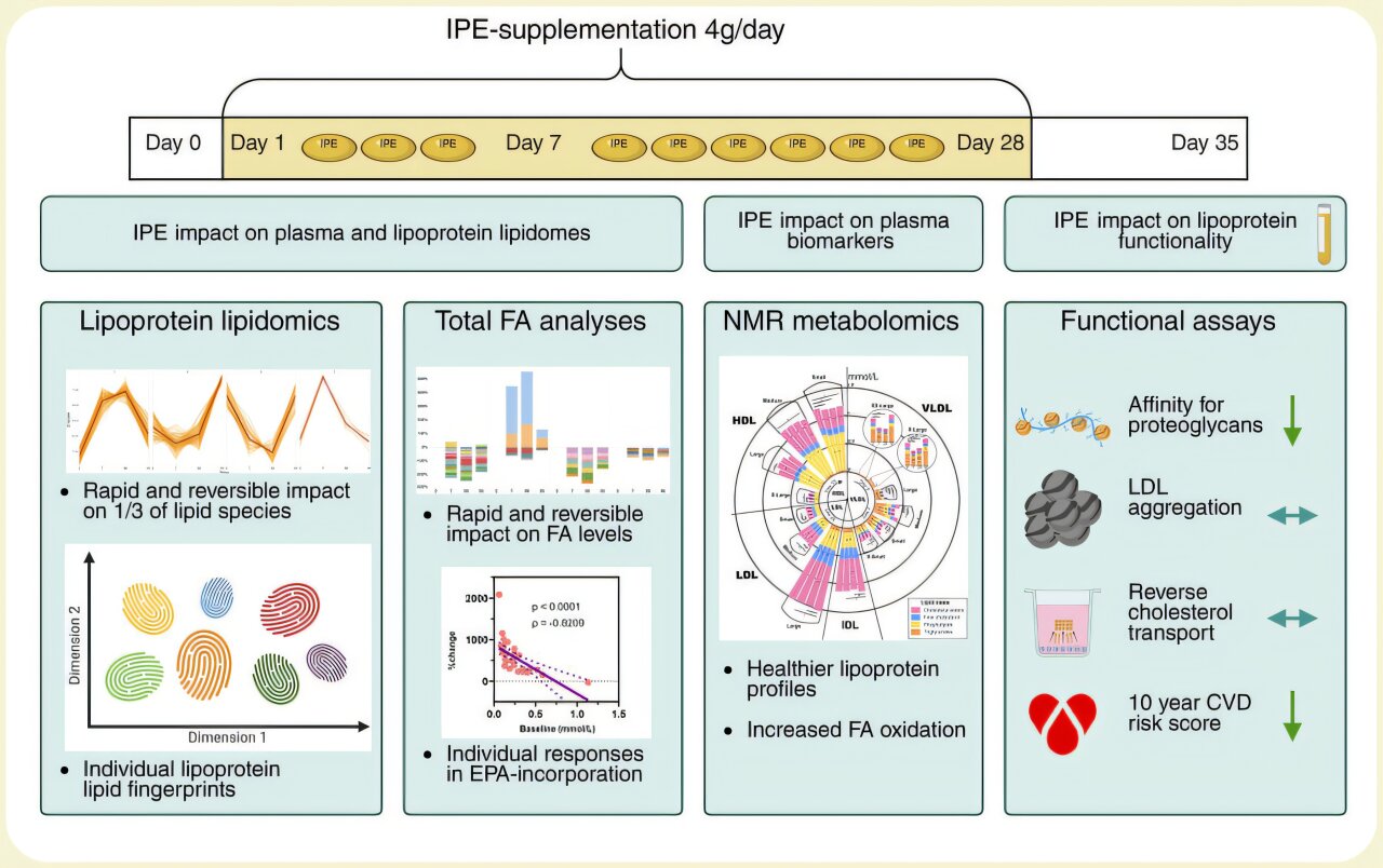 Featured image for Fish Oil Benefits for Heart Health Vary Among Individuals