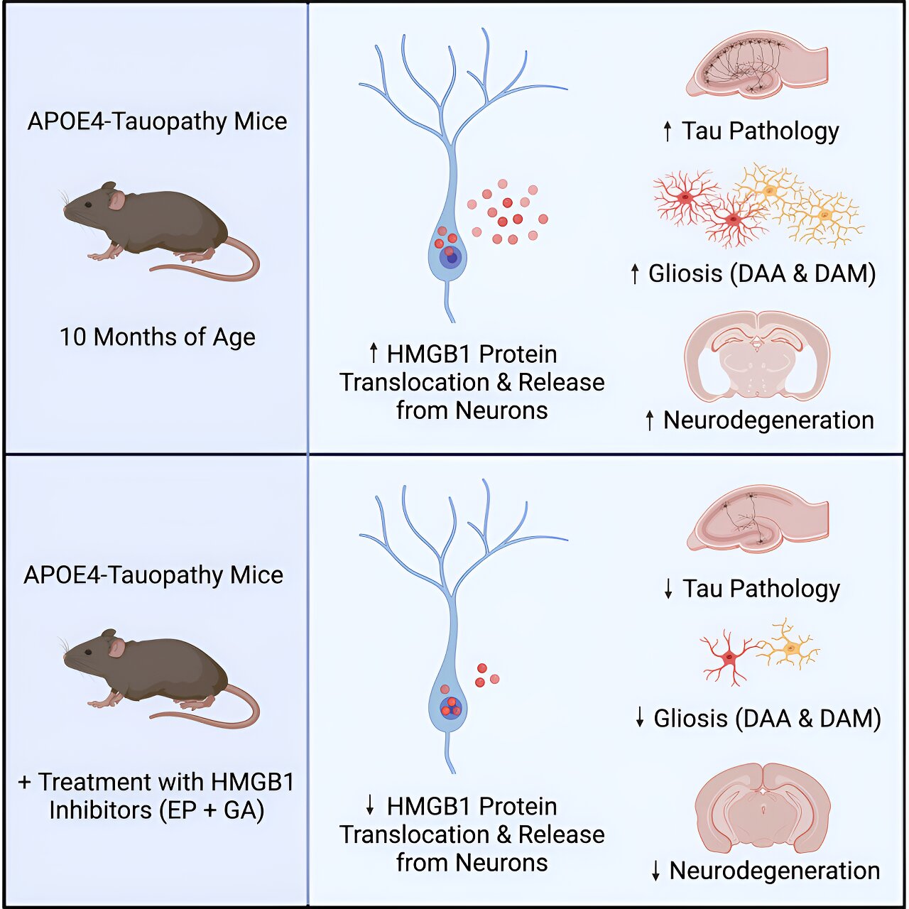 Featured image for "Breakthrough Study Identifies Promising Drug Target for Alzheimer's Based on Largest Genetic Risk Factor"