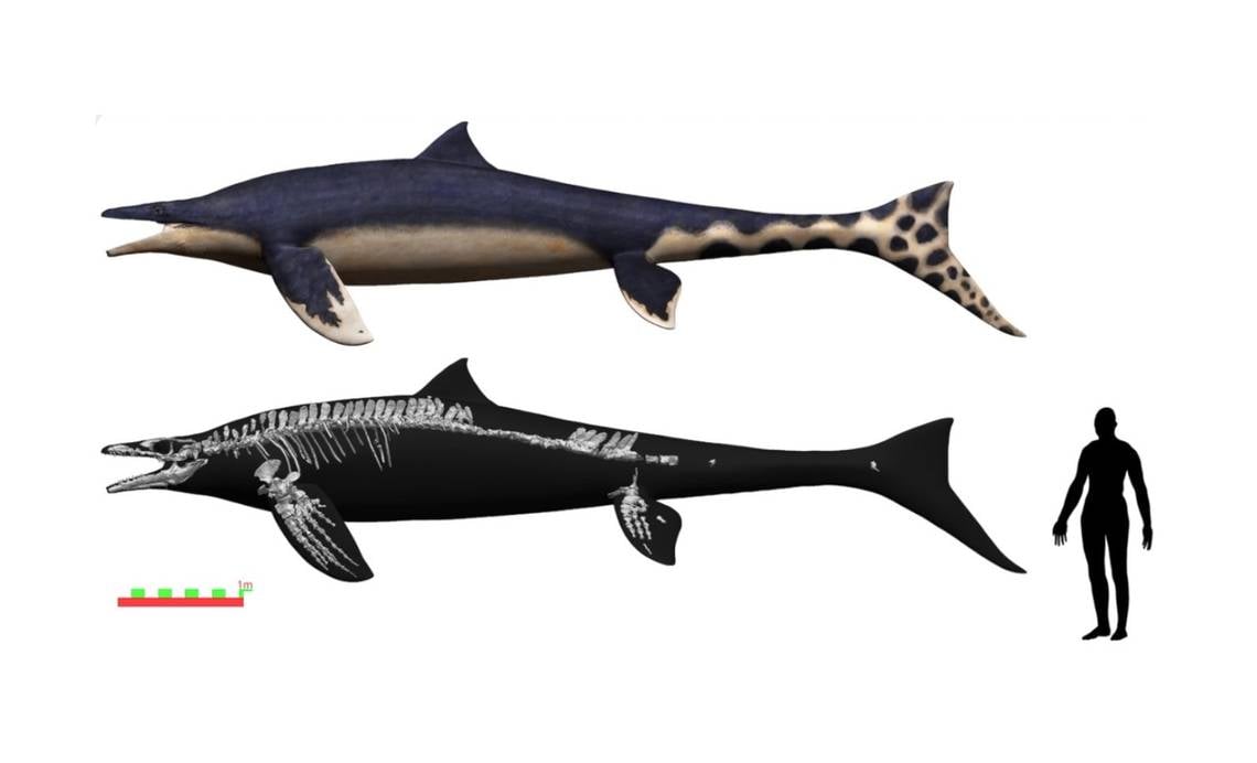 Featured image for "Prehistoric 'Blue Dragon' Unearthed: Giant Mosasaur Roamed Pacific Seas"