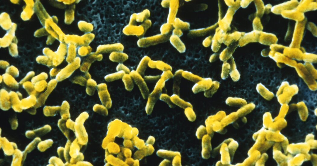 Featured image for Tracing 37,000 Years of Human Disease Evolution Through DNA