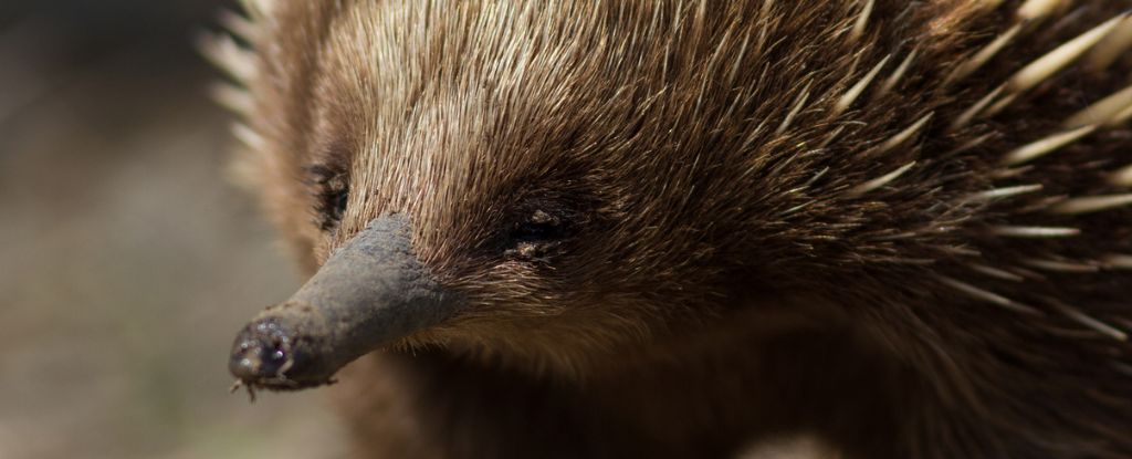 Featured image for Scientists Explore Echidna's Unique 'Pseudo-Pouch'