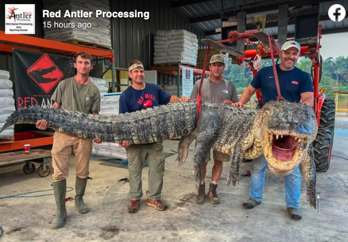 "Record-breaking Nightmare: Mississippi's Massive Alligator Capture"