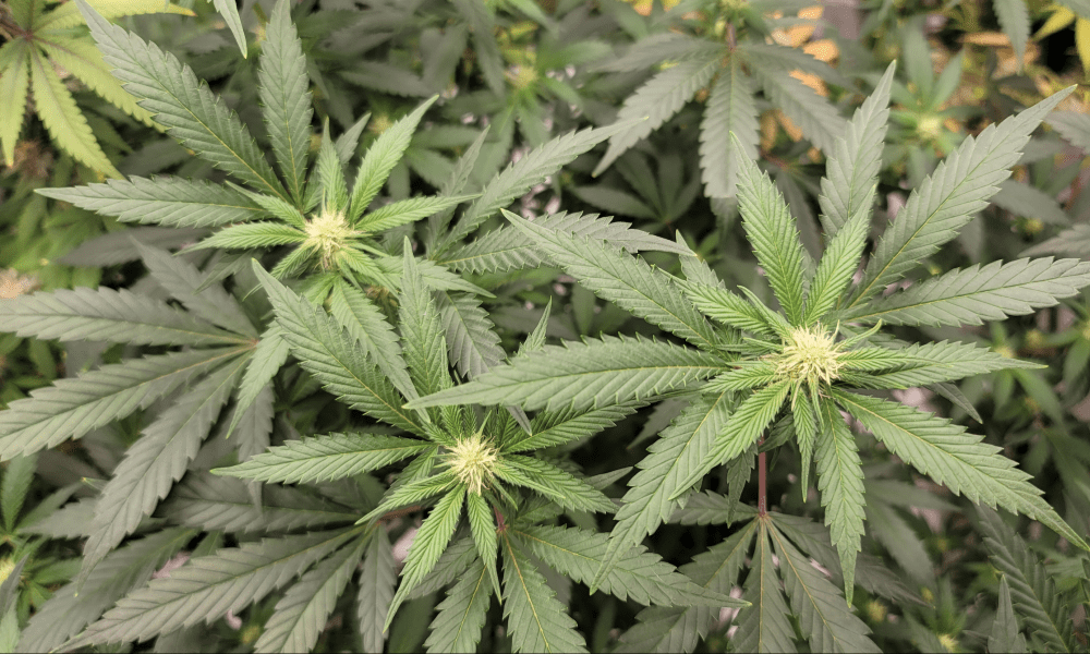 Congress Advances Cannabis Banking and Lifts D.C. Sales Ban