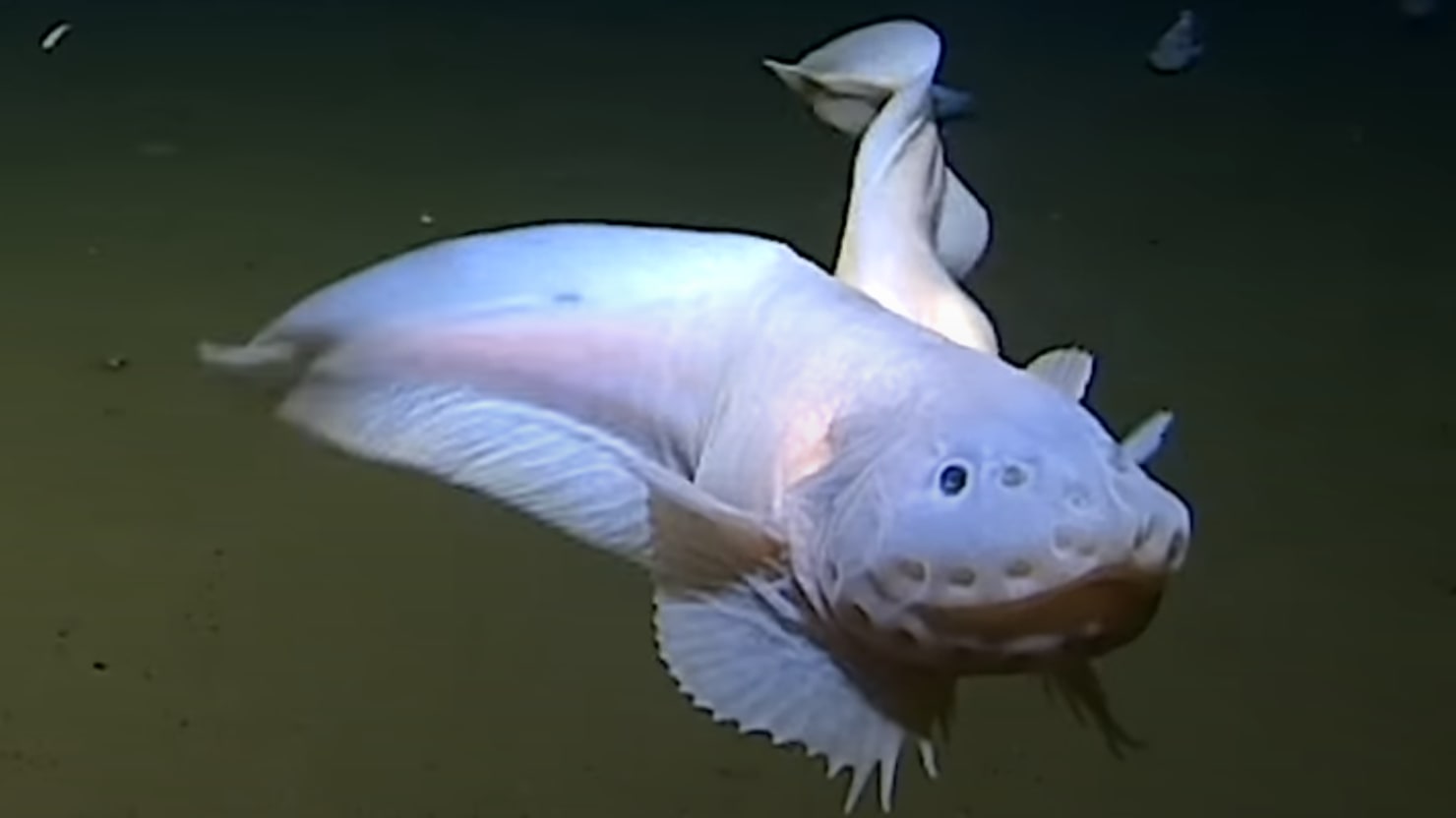 "Deepest Fish Discoveries: Scientists Break Records with Strange Finds"