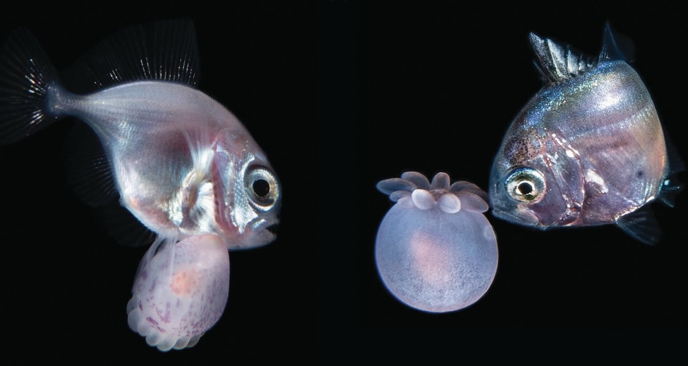 Featured image for Nighttime Dive Uncovers New Fish-Anemone Symbiosis