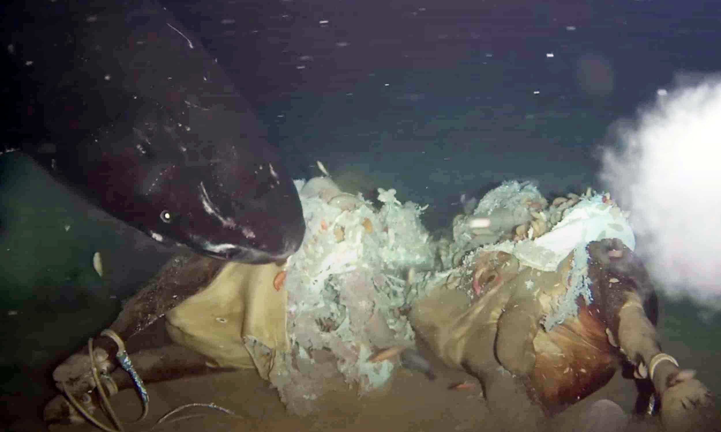 Featured image for Scientists Capture Surprising Findings from Dead Cow on Ocean Floor