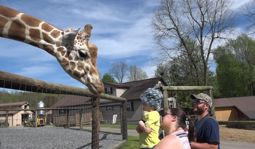 "Adorable Baby Giraffes Bring Joy to West Virginia and Oakland Zoos"