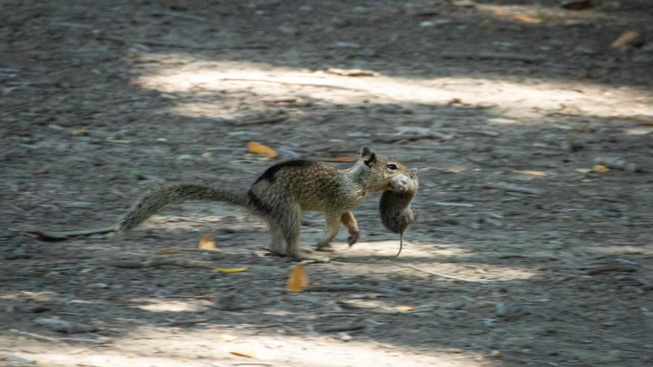 Featured image for Scientists Discover Squirrels Hunting and Eating Meat