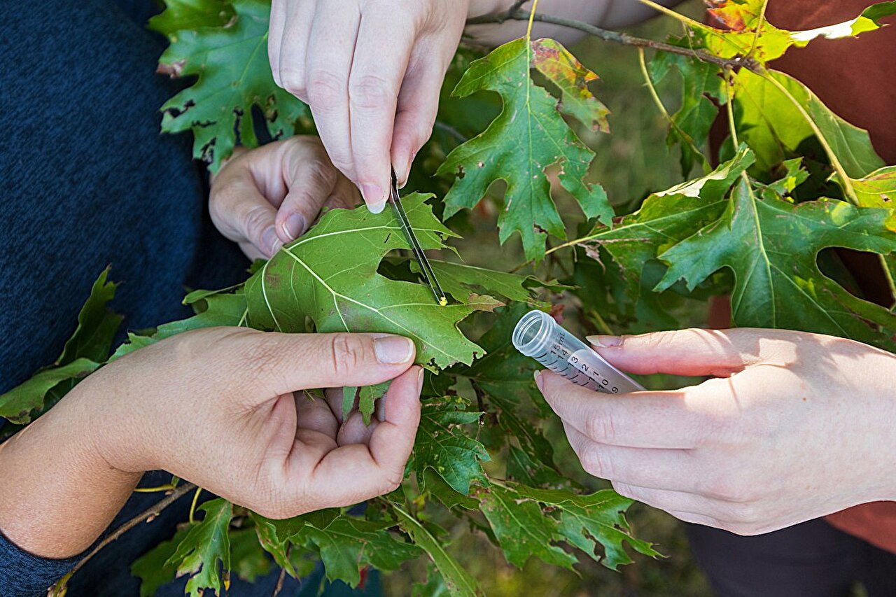 Featured image for New Wasp Species Discovered in the US