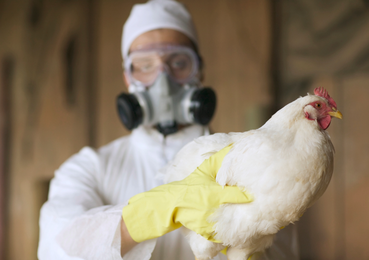 First Human Bird Flu Case in Oregon Amid Rising Cases in California