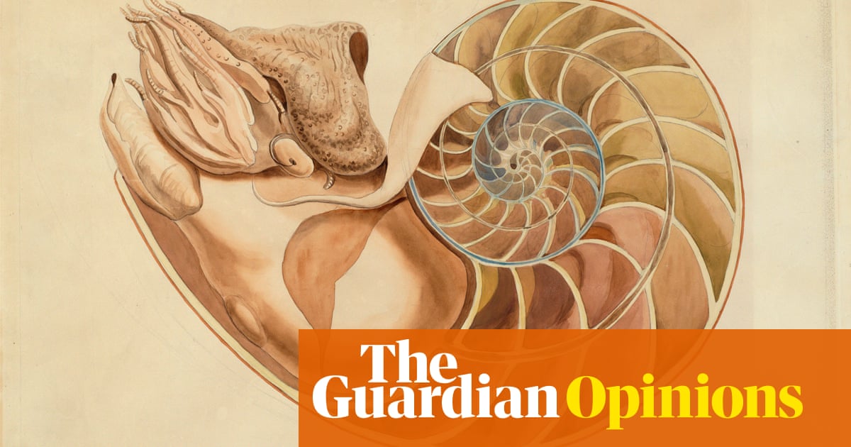 Featured image for "Nautilus: A Living Fossil in a Cosmic Shell"