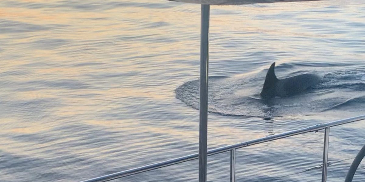 Featured image for Rising Killer Whale Attacks on Boats Baffle Researchers.