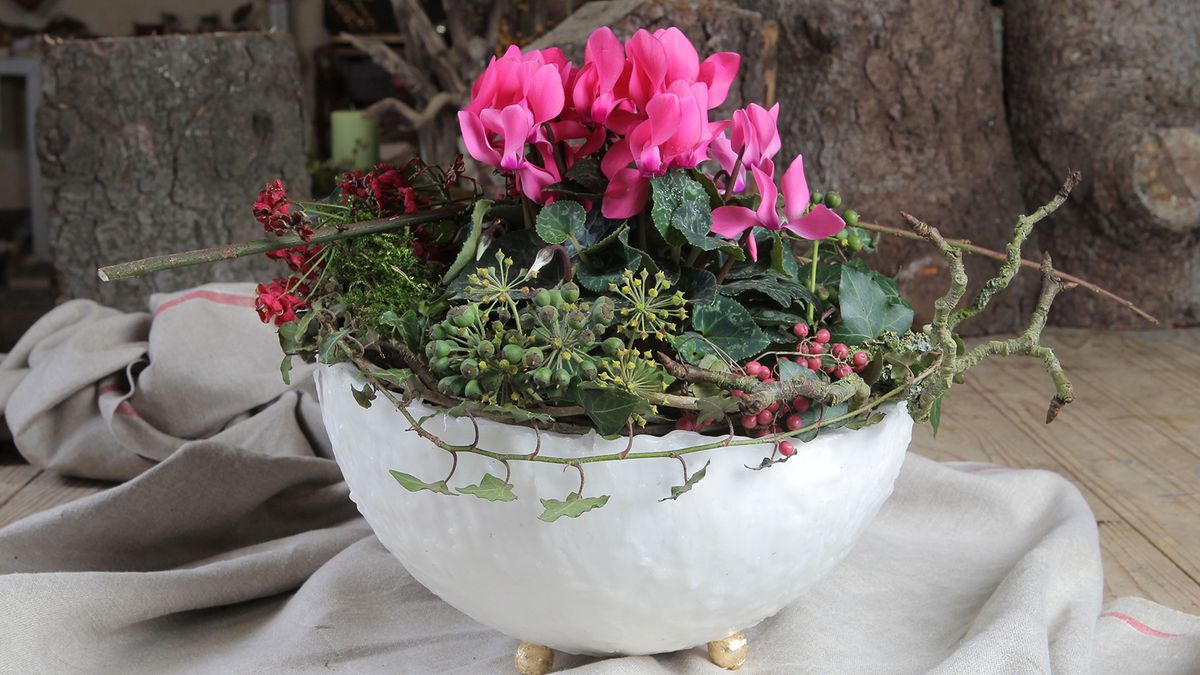 Featured image for Mastering Indoor Cyclamen: A Guide to Year-Round Blooms