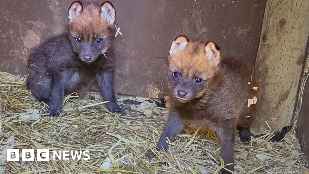 Featured image for Paignton Zoo Celebrates Birth of Rare Wolf Pups
