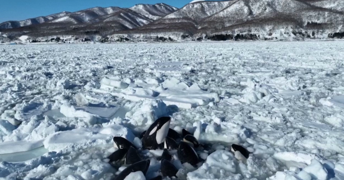 Orcas Trapped in Sea Ice off Japan: Drone Footage Reveals Desperate Struggle