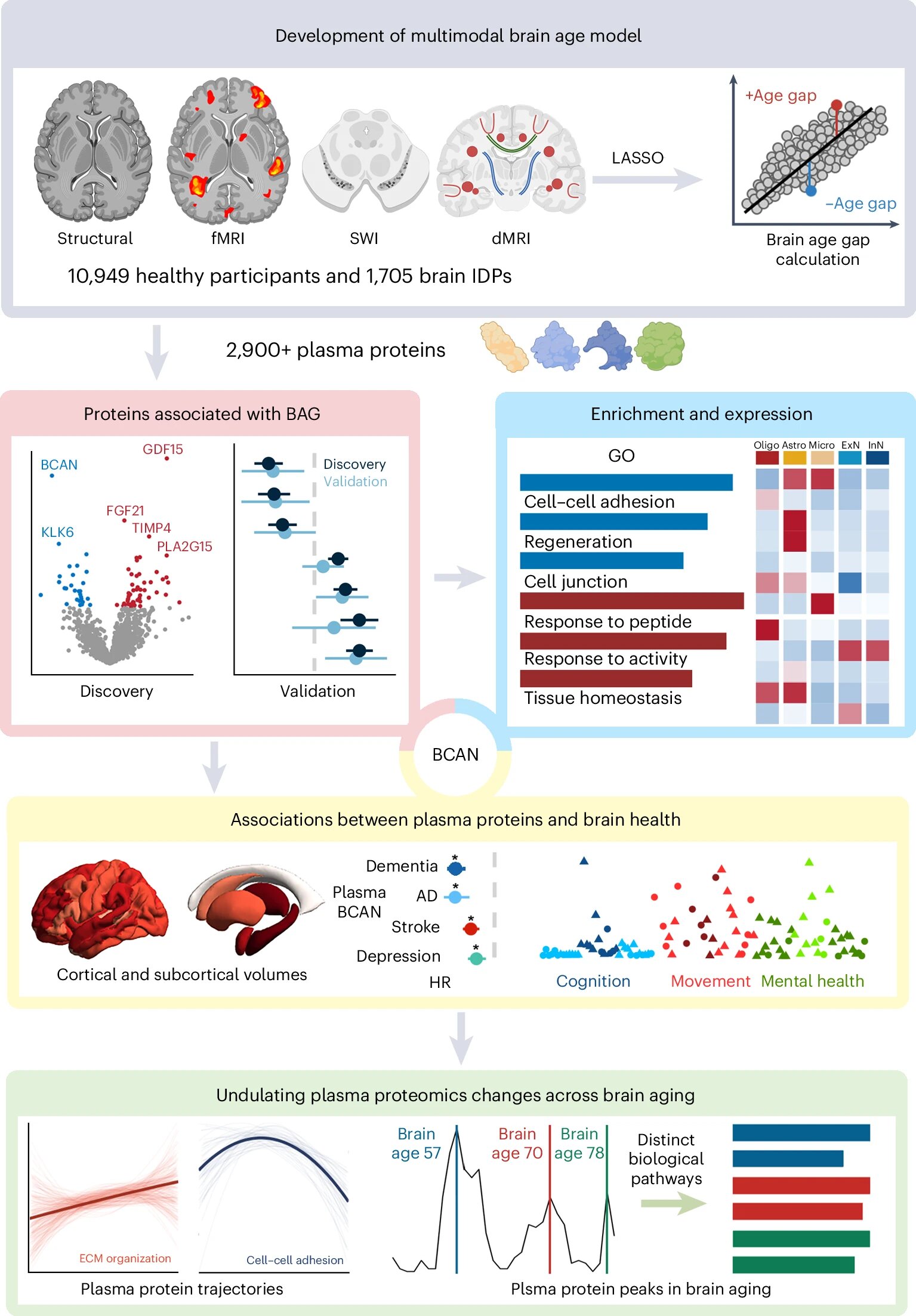Featured image for Key Proteins Reveal Three Critical Stages of Brain Aging
