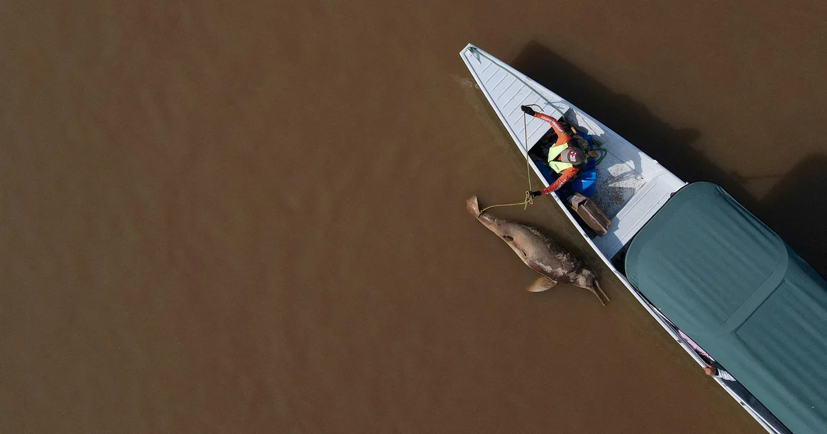 Featured image for Record Amazon Lake Temperatures Trigger Mass Dolphin Die-Offs in 2023