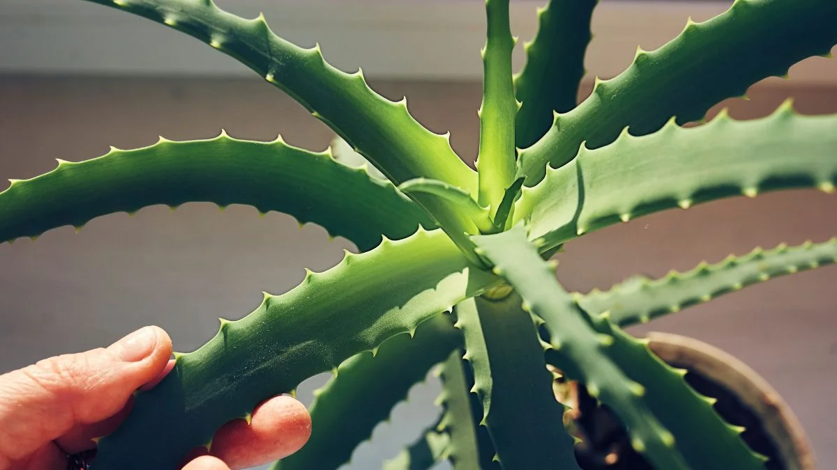 Aloe Vera Compound Beta Sitosterol Emerges as Potential Alzheimer's Target in Silico